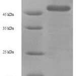 SDS-PAGE separation of QP7283 followed by commassie total protein stain results in a primary band consistent with reported data for Influenza A H3N2 (strain A / England / 878 / 1969) Hemagglutinin. These data demonstrate Greater than 90% as determined by SDS-PAGE.