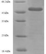 SDS-PAGE separation of QP7283 followed by commassie total protein stain results in a primary band consistent with reported data for Influenza A H3N2 (strain A / England / 878 / 1969) Hemagglutinin. These data demonstrate Greater than 90% as determined by SDS-PAGE.