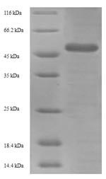 SDS-PAGE separation of QP7283 followed by commassie total protein stain results in a primary band consistent with reported data for Influenza A H3N2 (strain A / England / 878 / 1969) Hemagglutinin. These data demonstrate Greater than 90% as determined by SDS-PAGE.