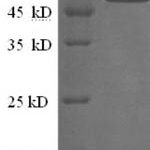 SDS-PAGE separation of QP7286 followed by commassie total protein stain results in a primary band consistent with reported data for Alpha-galactosidase 1. These data demonstrate Greater than 90% as determined by SDS-PAGE.