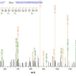 SEQUEST analysis of LC MS/MS spectra obtained from a run with QP7295 identified a match between this protein and the spectra of a peptide sequence that matches a region of Outer membrane protein C.