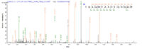 Additional SEQUEST analysis of the LC MS/MS spectra from QP7295 identified an additional between this protein and the spectra of another peptide sequence that matches a region of Outer membrane protein C confirming successful recombinant synthesis.