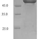 SDS-PAGE separation of QP7297 followed by commassie total protein stain results in a primary band consistent with reported data for Serine--tRNA ligase