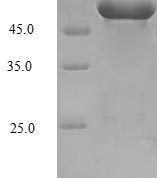 SDS-PAGE separation of QP7297 followed by commassie total protein stain results in a primary band consistent with reported data for Serine--tRNA ligase