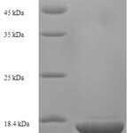 SDS-PAGE separation of QP7301 followed by commassie total protein stain results in a primary band consistent with reported data for 8-oxo-dGTP diphosphatase. These data demonstrate Greater than 90% as determined by SDS-PAGE.