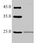 SDS-PAGE separation of QP7302 followed by commassie total protein stain results in a primary band consistent with reported data for CD16 / FCGR3. These data demonstrate Greater than 90% as determined by SDS-PAGE.