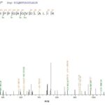 SEQUEST analysis of LC MS/MS spectra obtained from a run with QP7304 identified a match between this protein and the spectra of a peptide sequence that matches a region of Exfoliative toxin A.