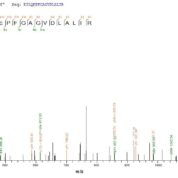 SEQUEST analysis of LC MS/MS spectra obtained from a run with QP7304 identified a match between this protein and the spectra of a peptide sequence that matches a region of Exfoliative toxin A.