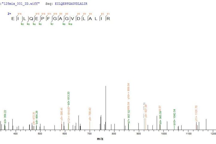 SEQUEST analysis of LC MS/MS spectra obtained from a run with QP7304 identified a match between this protein and the spectra of a peptide sequence that matches a region of Exfoliative toxin A.