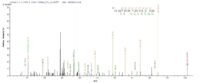 Additional SEQUEST analysis of the LC MS/MS spectra from QP7304 identified an additional between this protein and the spectra of another peptide sequence that matches a region of Exfoliative toxin A confirming successful recombinant synthesis.