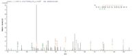 SEQUEST analysis of LC MS/MS spectra obtained from a run with QP7309 identified a match between this protein and the spectra of a peptide sequence that matches a region of Gamma-hemolysin component B.