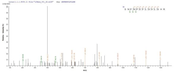 SEQUEST analysis of LC MS/MS spectra obtained from a run with QP7309 identified a match between this protein and the spectra of a peptide sequence that matches a region of Gamma-hemolysin component B.