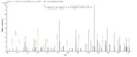 Additional SEQUEST analysis of the LC MS/MS spectra from QP7309 identified an additional between this protein and the spectra of another peptide sequence that matches a region of Gamma-hemolysin component B confirming successful recombinant synthesis.