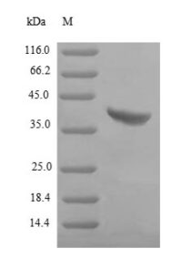 SDS-PAGE separation of QP7309 followed by commassie total protein stain results in a primary band consistent with reported data for Gamma-hemolysin component B. These data demonstrate Greater than 80% as determined by SDS-PAGE.