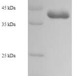 SDS-PAGE separation of QP7310 followed by commassie total protein stain results in a primary band consistent with reported data for Enterotoxin type C-3. These data demonstrate Greater than 90% as determined by SDS-PAGE.