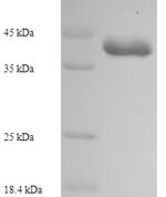 SDS-PAGE separation of QP7310 followed by commassie total protein stain results in a primary band consistent with reported data for Enterotoxin type C-3. These data demonstrate Greater than 90% as determined by SDS-PAGE.