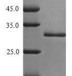 SDS-PAGE separation of QP7312 followed by commassie total protein stain results in a primary band consistent with reported data for Enterotoxin type H. These data demonstrate Greater than 90% as determined by SDS-PAGE.