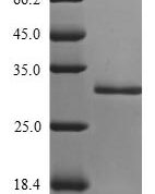 SDS-PAGE separation of QP7312 followed by commassie total protein stain results in a primary band consistent with reported data for Enterotoxin type H. These data demonstrate Greater than 90% as determined by SDS-PAGE.
