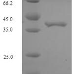 SDS-PAGE separation of QP7316 followed by commassie total protein stain results in a primary band consistent with reported data for Elongation factor P. These data demonstrate Greater than 90% as determined by SDS-PAGE.