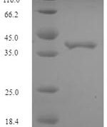 SDS-PAGE separation of QP7316 followed by commassie total protein stain results in a primary band consistent with reported data for Elongation factor P. These data demonstrate Greater than 90% as determined by SDS-PAGE.