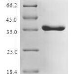 SDS-PAGE separation of QP7317 followed by commassie total protein stain results in a primary band consistent with reported data for UDP-3-O-acyl-N-acetylglucosamine deacetylase. These data demonstrate Greater than 80% as determined by SDS-PAGE.