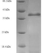 SDS-PAGE separation of QP7321 followed by commassie total protein stain results in a primary band consistent with reported data for ruvA. These data demonstrate Greater than 90% as determined by SDS-PAGE.