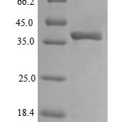 SDS-PAGE separation of QP7322 followed by commassie total protein stain results in a primary band consistent with reported data for Outer membrane protein A. These data demonstrate Greater than 90% as determined by SDS-PAGE.