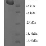 SDS-PAGE separation of QP7324 followed by commassie total protein stain results in a primary band consistent with reported data for Glutamate-pyruvate aminotransferase AlaA. These data demonstrate Greater than 90% as determined by SDS-PAGE.