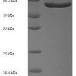 SDS-PAGE separation of QP7325 followed by commassie total protein stain results in a primary band consistent with reported data for Cell division protein FtsZ. These data demonstrate Greater than 90% as determined by SDS-PAGE.