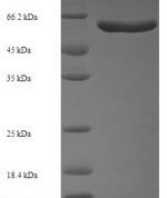 SDS-PAGE separation of QP7325 followed by commassie total protein stain results in a primary band consistent with reported data for Cell division protein FtsZ. These data demonstrate Greater than 90% as determined by SDS-PAGE.