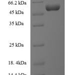 SDS-PAGE separation of QP7327 followed by commassie total protein stain results in a primary band consistent with reported data for Lipopolysaccharide assembly protein B. These data demonstrate Greater than 90% as determined by SDS-PAGE.