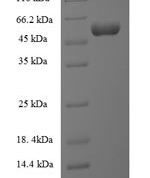 SDS-PAGE separation of QP7327 followed by commassie total protein stain results in a primary band consistent with reported data for Lipopolysaccharide assembly protein B. These data demonstrate Greater than 90% as determined by SDS-PAGE.