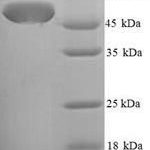 SDS-PAGE separation of QP7328 followed by commassie total protein stain results in a primary band consistent with reported data for Chaperone SurA. These data demonstrate Greater than 90% as determined by SDS-PAGE.