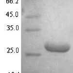 SDS-PAGE separation of QP7329 followed by commassie total protein stain results in a primary band consistent with reported data for DNA-binding protein HU-alpha. These data demonstrate Greater than 94.2% as determined by SDS-PAGE.