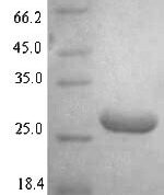 SDS-PAGE separation of QP7329 followed by commassie total protein stain results in a primary band consistent with reported data for DNA-binding protein HU-alpha. These data demonstrate Greater than 94.2% as determined by SDS-PAGE.