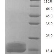 SDS-PAGE separation of QP7331 followed by commassie total protein stain results in a primary band consistent with reported data for LptA. These data demonstrate Greater than 90% as determined by SDS-PAGE.