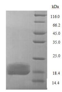 SDS-PAGE separation of QP7331 followed by commassie total protein stain results in a primary band consistent with reported data for LptA. These data demonstrate Greater than 90% as determined by SDS-PAGE.