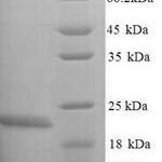 SDS-PAGE separation of QP7332 followed by commassie total protein stain results in a primary band consistent with reported data for LptC. These data demonstrate Greater than 90% as determined by SDS-PAGE.