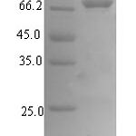 SDS-PAGE separation of QP7336 followed by commassie total protein stain results in a primary band consistent with reported data for Exopolyphosphatase. These data demonstrate Greater than 90% as determined by SDS-PAGE.