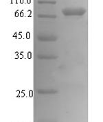 SDS-PAGE separation of QP7336 followed by commassie total protein stain results in a primary band consistent with reported data for Exopolyphosphatase. These data demonstrate Greater than 90% as determined by SDS-PAGE.