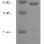 SDS-PAGE separation of QP7340 followed by commassie total protein stain results in a primary band consistent with reported data for Signal peptidase I. These data demonstrate Greater than 90% as determined by SDS-PAGE.