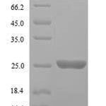 SDS-PAGE separation of QP7341 followed by commassie total protein stain results in a primary band consistent with reported data for GTP-binding protein YPT1. These data demonstrate Greater than 90% as determined by SDS-PAGE.