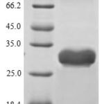 SDS-PAGE separation of QP7344 followed by commassie total protein stain results in a primary band consistent with reported data for Enterotoxin type B. These data demonstrate Greater than 80% as determined by SDS-PAGE.