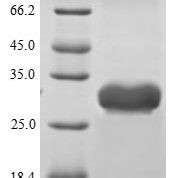 SDS-PAGE separation of QP7344 followed by commassie total protein stain results in a primary band consistent with reported data for Enterotoxin type B. These data demonstrate Greater than 80% as determined by SDS-PAGE.