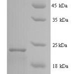 SDS-PAGE separation of QP7345 followed by commassie total protein stain results in a primary band consistent with reported data for Interferon alpha 2b. These data demonstrate Greater than 90% as determined by SDS-PAGE.