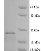 SDS-PAGE separation of QP7345 followed by commassie total protein stain results in a primary band consistent with reported data for Interferon alpha 2b. These data demonstrate Greater than 90% as determined by SDS-PAGE.