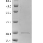 SDS-PAGE separation of QP7346 followed by commassie total protein stain results in a primary band consistent with reported data for Hemoglobin subunit beta-2. These data demonstrate Greater than 90% as determined by SDS-PAGE.