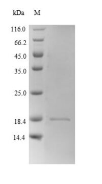 SDS-PAGE separation of QP7346 followed by commassie total protein stain results in a primary band consistent with reported data for Hemoglobin subunit beta-2. These data demonstrate Greater than 90% as determined by SDS-PAGE.