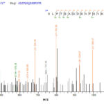 SEQUEST analysis of LC MS/MS spectra obtained from a run with QP7351 identified a match between this protein and the spectra of a peptide sequence that matches a region of Envelope glycoprotein GP350.