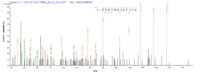 SEQUEST analysis of LC MS/MS spectra obtained from a run with QP7351 identified a match between this protein and the spectra of a peptide sequence that matches a region of Envelope glycoprotein GP350.